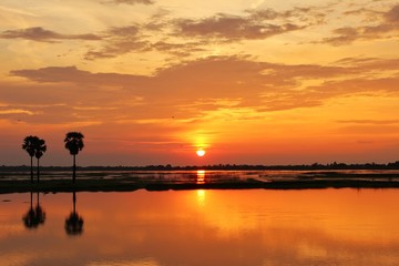 The shadow of the palm trees and golden yellow belly along the morning gray clouds. The river reflects golden light