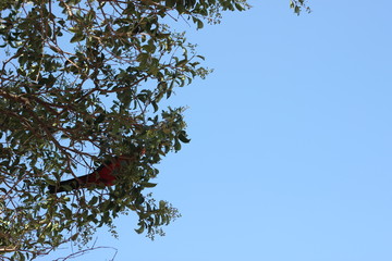 red and green king parrots climbing thru, perching and eating seeds in a leafy shady native tree against a bright warm blue sky in rural New South Wales, Australia
