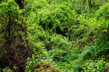 Fototapeta premium Lush Green Forest