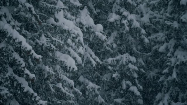 Trees and Falling Snow