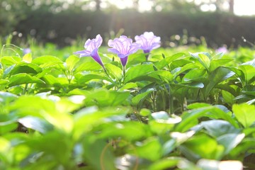  The beauty of the purple flowers reflects the golden light in the morning, the green background