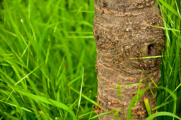 tall bright green grass grows around a small tree