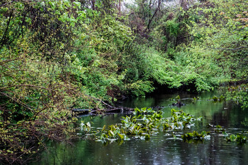 Lake in the Woodlands