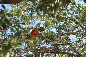red and green king parrots climbing thru, perching and eating seeds in a leafy shady native tree against a bright warm blue sky in rural New South Wales, Australia