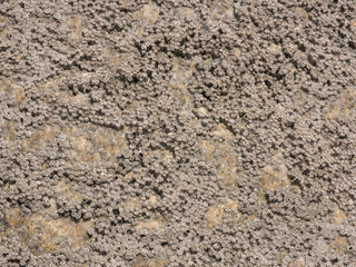 Barnacles encrusted rock texture / background at the beach