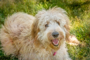 Goldendoodles are a canine mix of a golden retriever and a poodle. This is a beautiful goldendoodle with a smile on her face looking at the camera after playing ball.