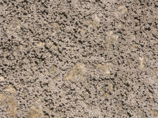 Barnacle encrusted rock texture / background at the beach