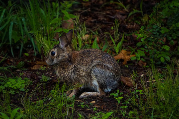 Bunny Rabbit