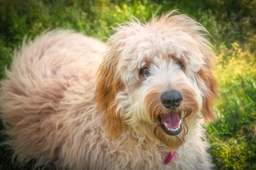 Goldendoodles are a canine mix of a golden retriever and a poodle. This is a beautiful goldendoodle with a smile on her face looking at the camera after playing ball. - obrazy, fototapety, plakaty
