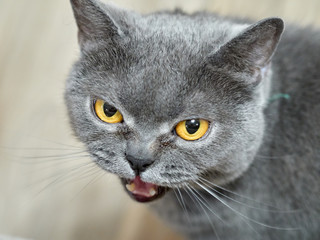 portrait of Scottish straight cat 