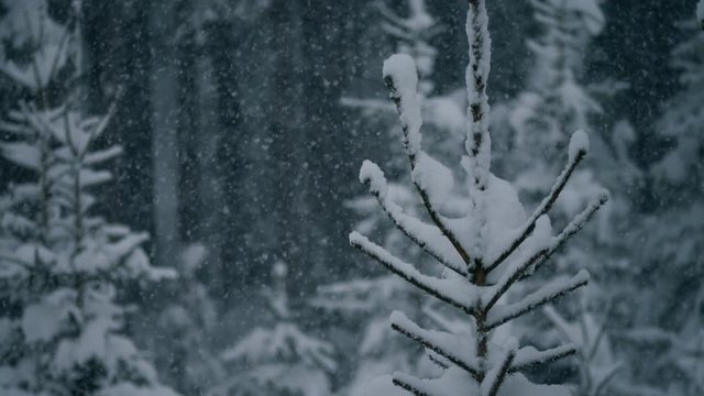 Close Up of Tree with Snow