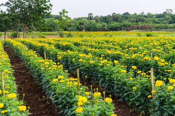 yellow marigold flowers