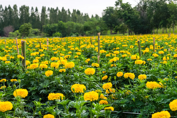 yellow marigold flowers