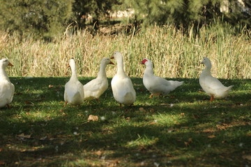large flock of brown and white ducks walking around on lush green grass under he shade of a tree near a river bank in a rural town's park in rural New South Wales, Australia