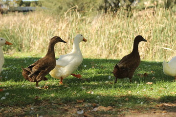 large flock of brown and white ducks walking around on lush green grass under he shade of a tree near a river bank in a rural town's park in rural New South Wales, Australia