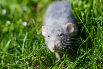 fancy rat in green grass, Chinese New year 2020 symbol