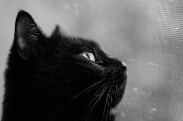 black cat muzzle
