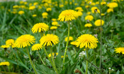yellow flowers dandelions in the meadow