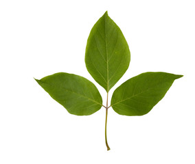 Boxeleder leaf isolated on white background
