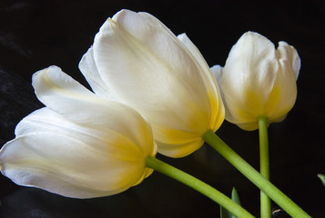 white flowers tulips on white background