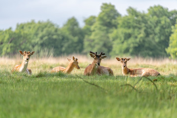 fallow deer in the forest