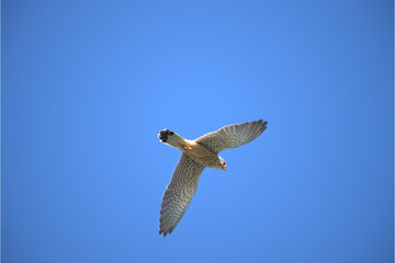 Turmfalke