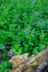 644-24 Bluebells & Fungi