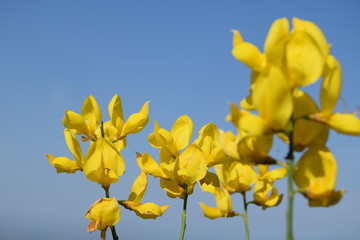Large beautiful yellow flowers against the blue sky.