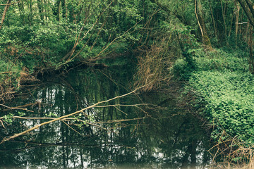 Water stream with fallen tree in spring forest.