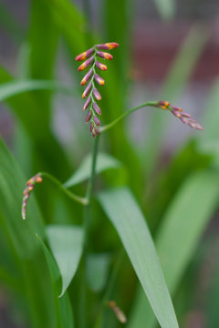 Flower looks like a mantis close up