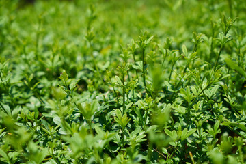 Green plant in the nature