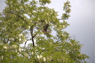 Weiblicher Rotfussfalke