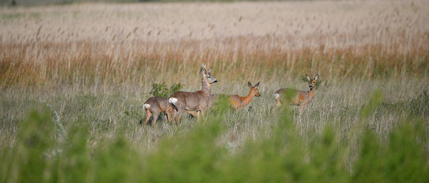 Europ&auml;ische Rehe