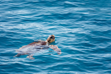 Caretta caretta sea turtle swimming in the sea - obrazy, fototapety, plakaty