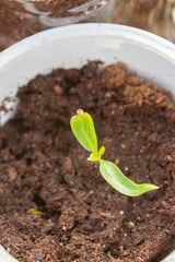 Young seedlings sprouted in a glass in early spring