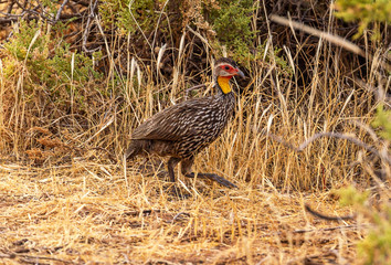 Yellow-necked francolin yellow-necked spurfow Pternistis leucoscepus on dry grass brown ground Samburu National Reserve Kenya East Africa side profile