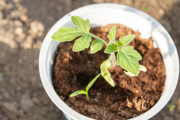 Young seedlings sprouted in a glass in early spring