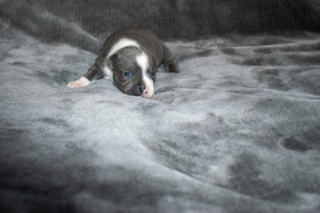 Portrait of a young 2 week old blue and white Staffordshire bull terrier puppy with a grey background