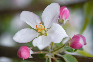 Fototapeta na wymiar Flowering branch of apple flowers and buds of apple.