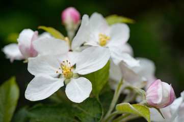 Naklejka na ściany i meble Apple garden blossom in spring