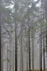 fog in a pine forest