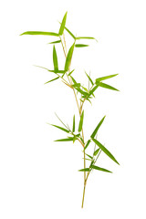 Bamboo leaves isolated on white background
