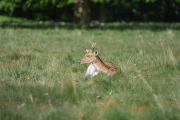 fallow deer in the forest