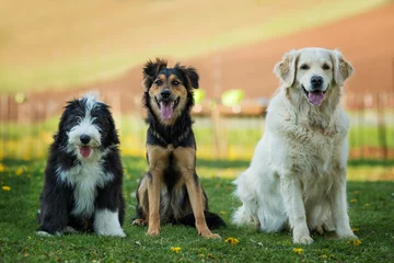 Foto auf Alu-Dibond Three dogs side by side in a garden © DoraZett
