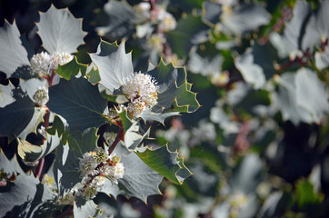 White flowers and prickly holly-like leaves of the Australian native Hakea cristata, family...