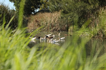 flock of ducks swimming along a river surrounded by lush native bush in a local park in a small rural town, New South Wales, Australia
