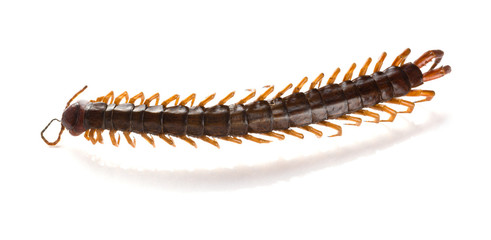 dead body of a giant size centipede on a white background