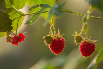 Raspberry berry on a branch in the garden in the rays of the morning sun