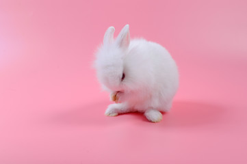 baby white rabbit sit on pink background