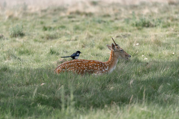 fallow deer in the forest